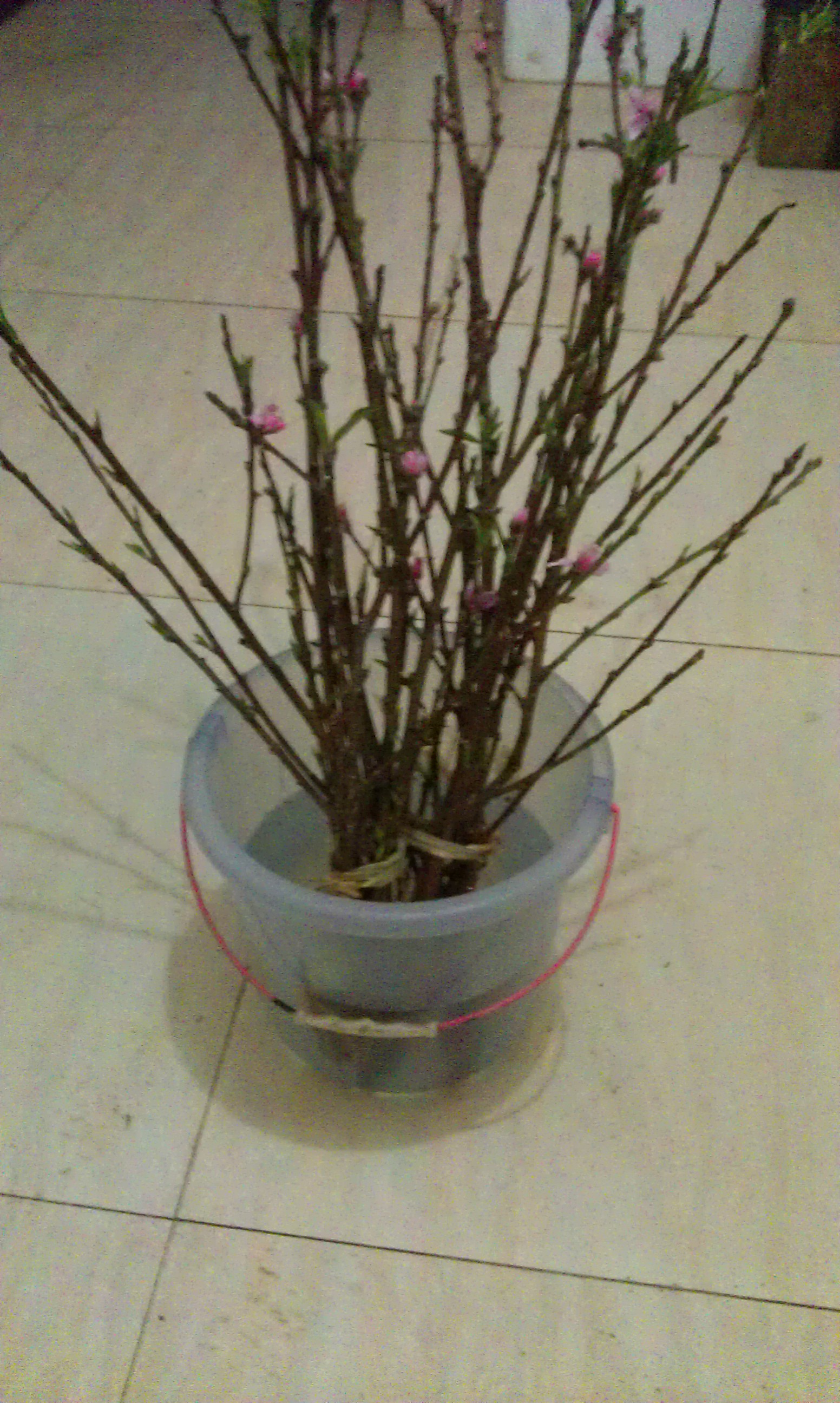 花1元钱买了2把桃树枝(图1)