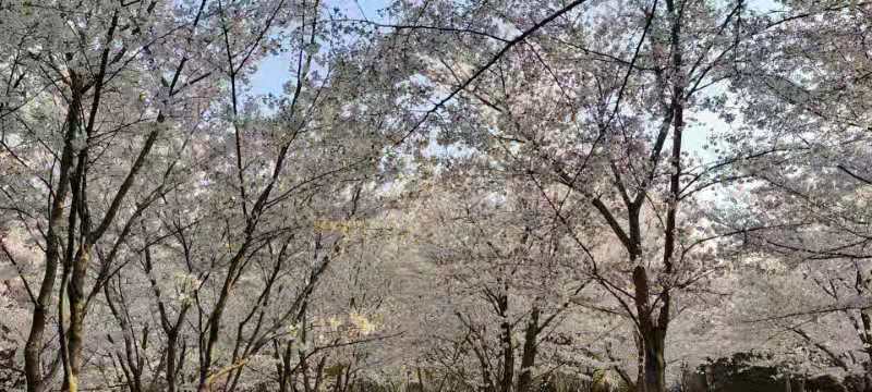 想去南京江宁去看风景(图1) 想去南京江宁去看风景(图1)