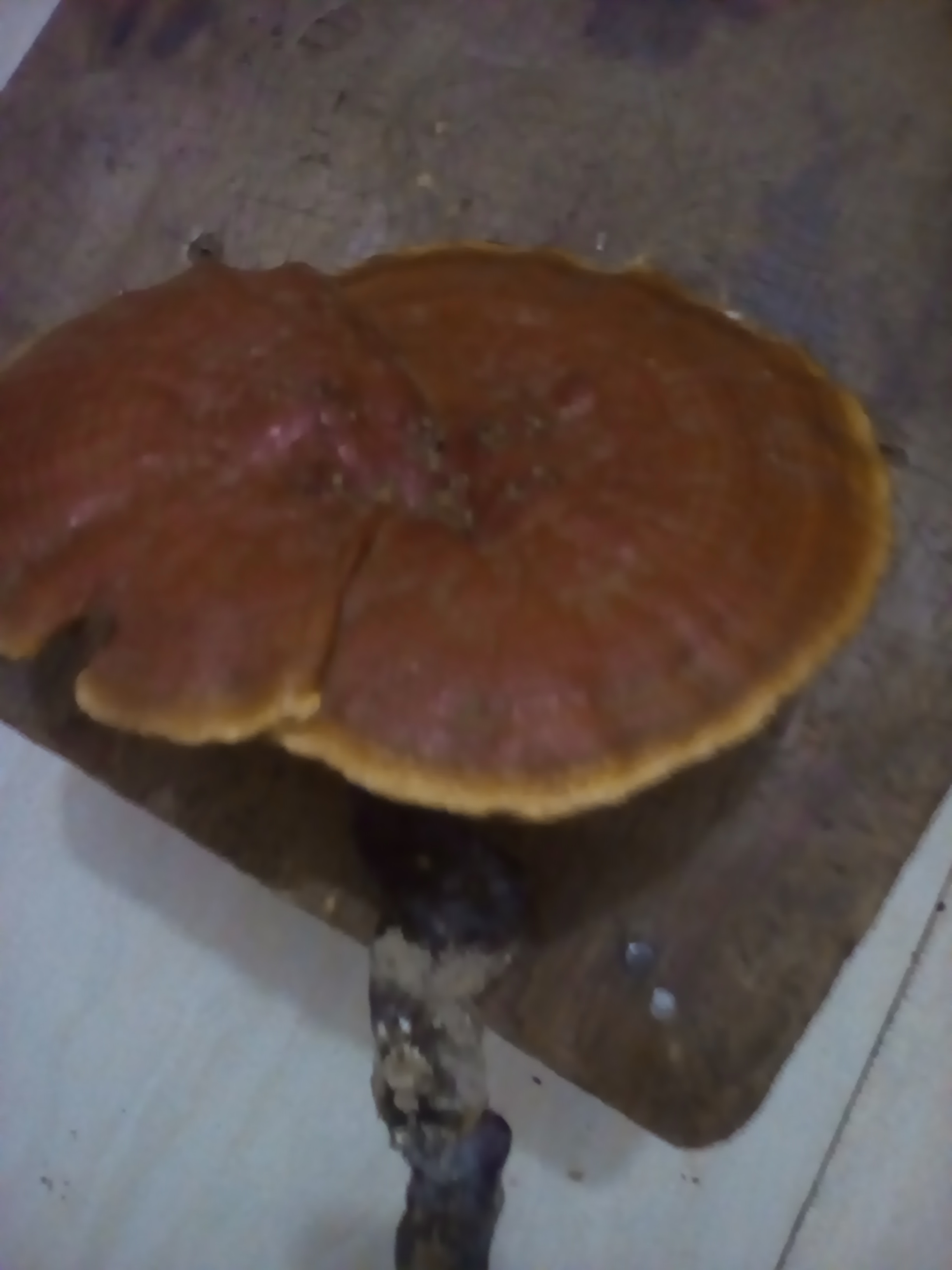 原来这就是野生的灵芝(图1)